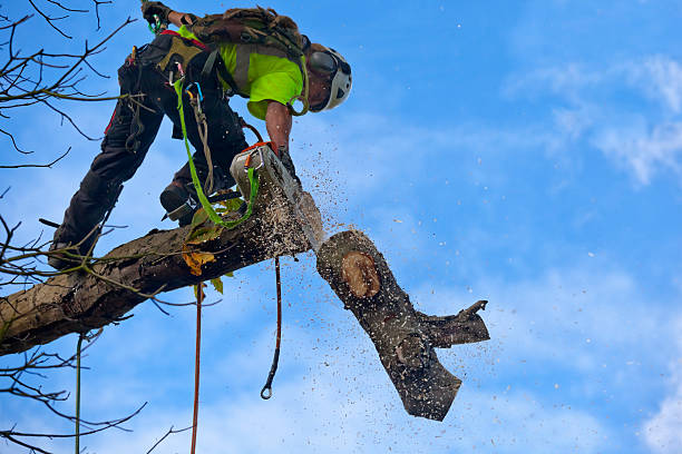Mount Vernon, VA Tree Care Company